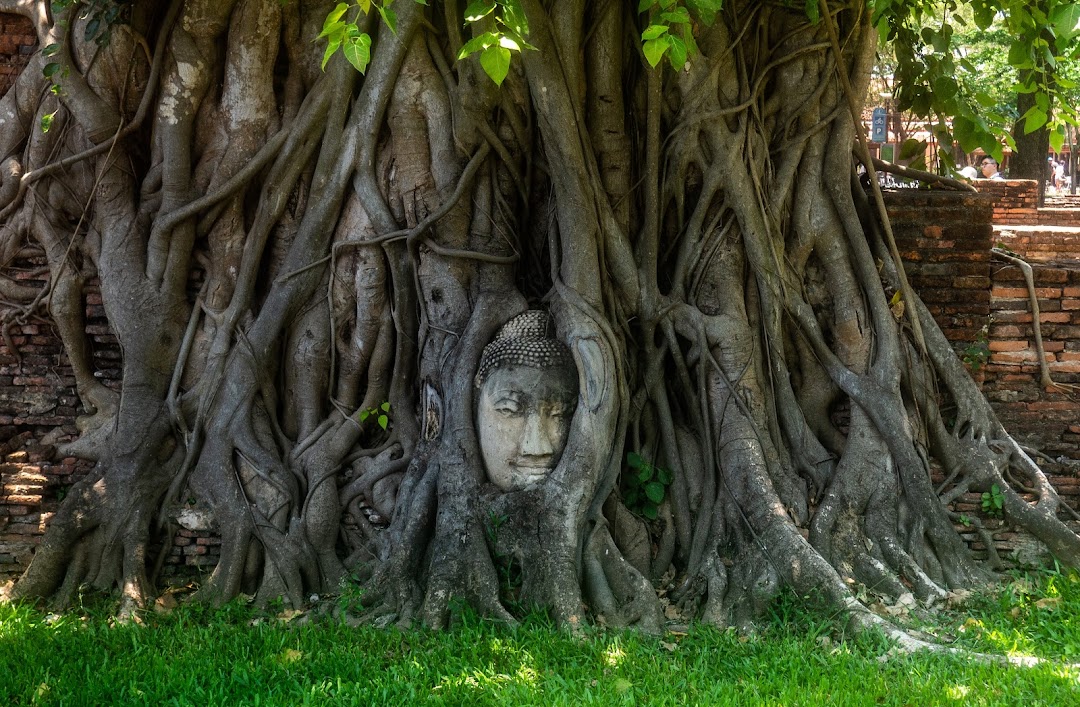 Buddha head embedded in a Banyan tree