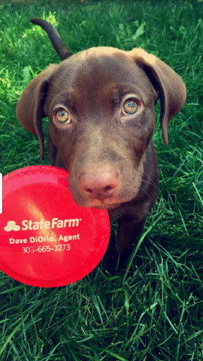 Insurance Agency «Dave DiOrio - State Farm Insurance Agent», reviews and photos