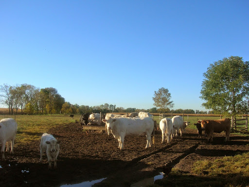Butcher Shop «Moody Meats», reviews and photos, 235 N. SR 267, Avon, IN 46123, USA