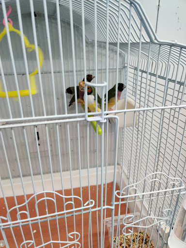Bird Shop «Paterson Bird Store», reviews and photos, 13 Furler St # 1, Totowa, NJ 07512, USA
