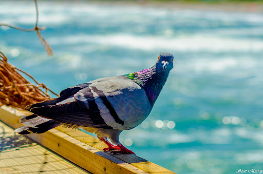 Fishing Pier «Cocoa Beach Pier», reviews and photos, 401 Meade Ave, Cocoa Beach, FL 32931, USA