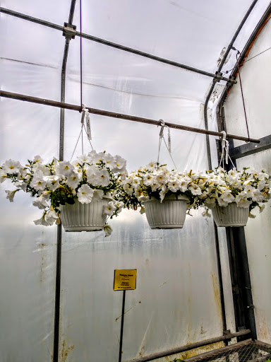 Florist «Pletschers», reviews and photos, 641 Old Hwy 8 SW, New Brighton, MN 55112, USA