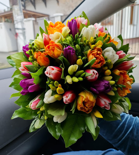 Flori in Timisoara.eu - Drobeta