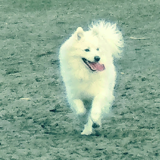 Dog Park «Bunker Hills Dog Park», reviews and photos, 1620 133rd Ave NW, Coon Rapids, MN 55448, USA