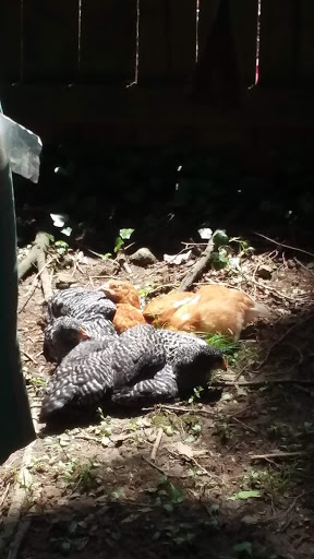 Home Improvement Store «Tractor Supply Co.», reviews and photos, 1503 E Main St, Waynesboro, PA 17268, USA