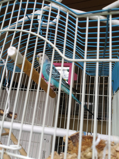 Pet Store «El Palomar Pet Shop Inc», reviews and photos, 4712 W Flagler St, Coral Gables, FL 33134, USA