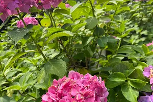 Hydrangea Slope image