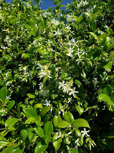 Recreation Center «Carrollwood Meadows Rec Center», reviews and photos, 13918 Farmington Blvd, Tampa, FL 33625, USA