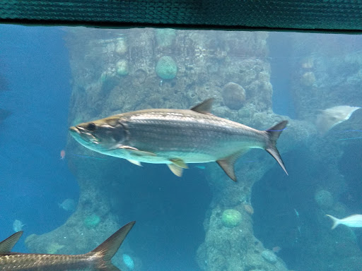 Museum «Aerospace Discovery at the Florida Air Museum», reviews and photos, 4175 Medulla Rd, Lakeland, FL 33811, USA