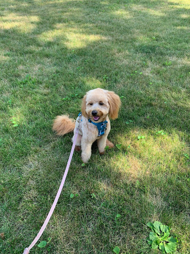 Pet Groomer «Precious Paws Pet Grooming», reviews and photos, 1807 Franklin St, Michigan City, IN 46360, USA