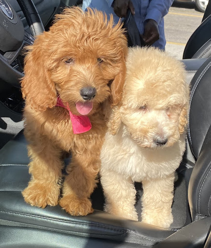 Pet Store «Pet Fair», reviews and photos, 1201 Lake Woodlands Dr, Spring, TX 77380, USA