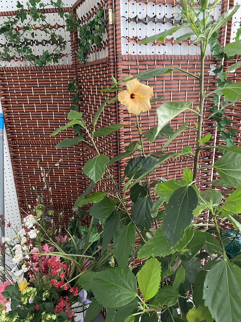 Sarah Cohen LMT 01220