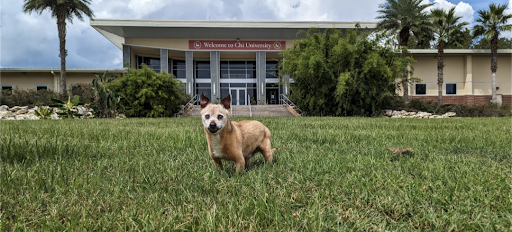Chi Animal Hospital image