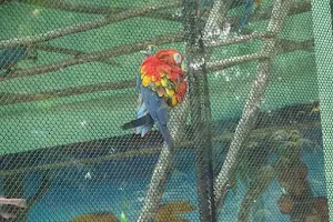 Sarus & Macaw image