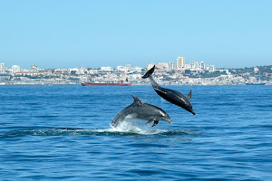 Dolphin Explorers image