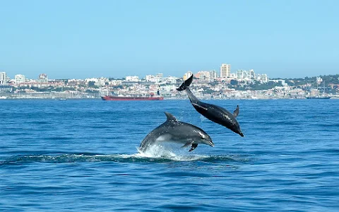 Dolphin Explorers image