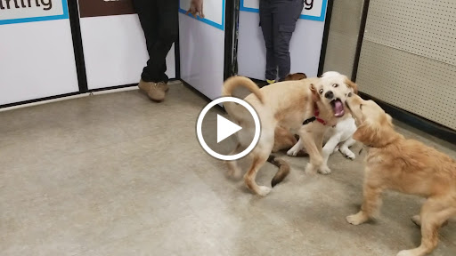 Pet Supply Store «Petco Animal Supplies», reviews and photos, 157-20 Cross Bay Blvd, Howard Beach, NY 11414, USA