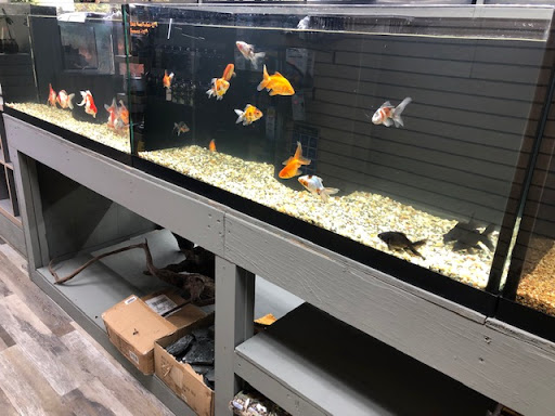 Pet Store «Strictly Fish», reviews and photos, 8373 SW 40th St, Miami, FL 33155, USA