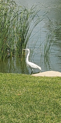 Golf Course «Desert Falls Country Club», reviews and photos, 1111 Desert Falls Pkwy, Palm Desert, CA 92211, USA