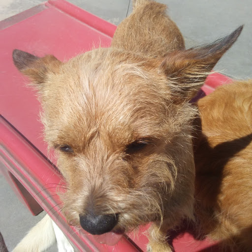 Pet Supply Store «Centinela Feed & Pet Supplies», reviews and photos, 4700 Pacific Coast Hwy, Long Beach, CA 90804, USA