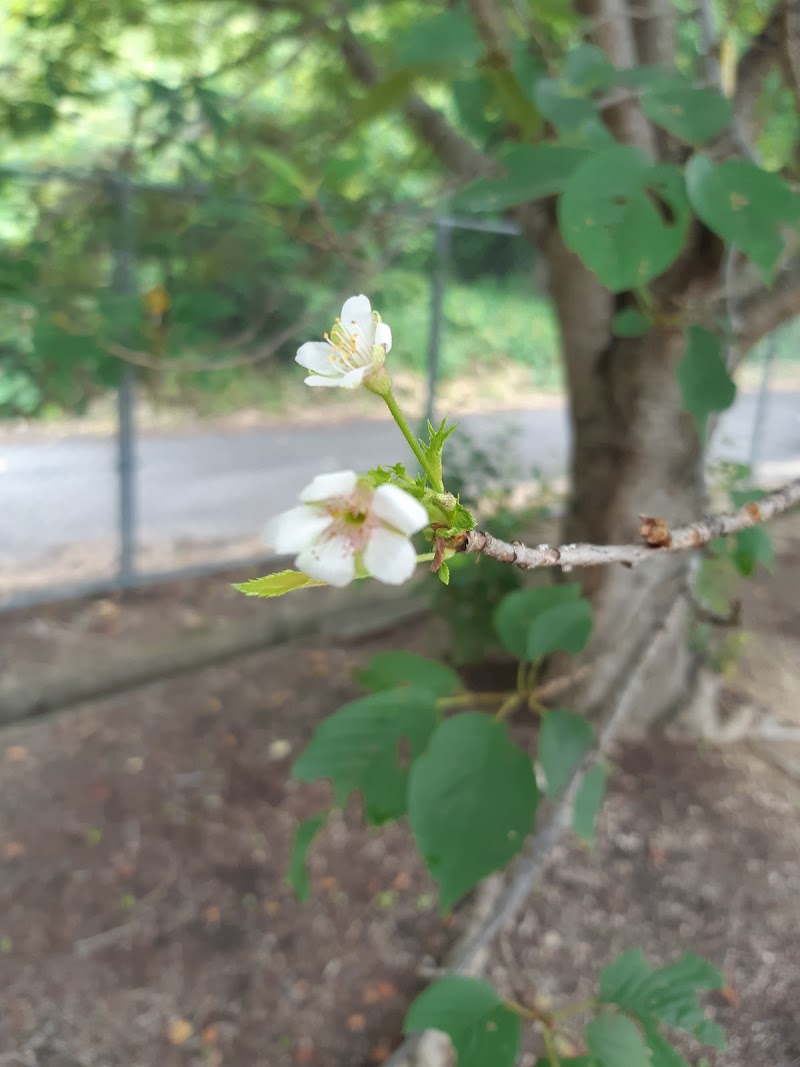 芳賀6号公園