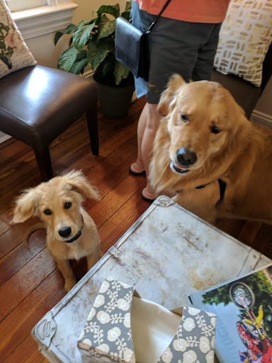 Bright Eyed & Bushy Tailed Grooming