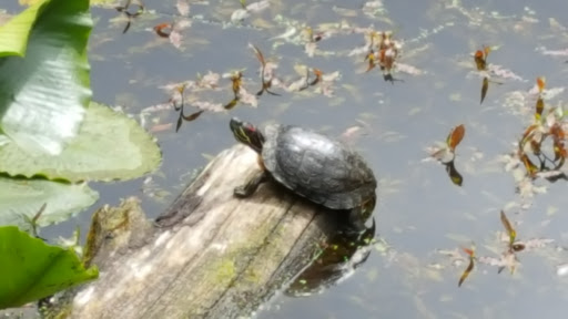 Nature Preserve «Tacoma Nature Center», reviews and photos, 1919 S Tyler St, Tacoma, WA 98405, USA