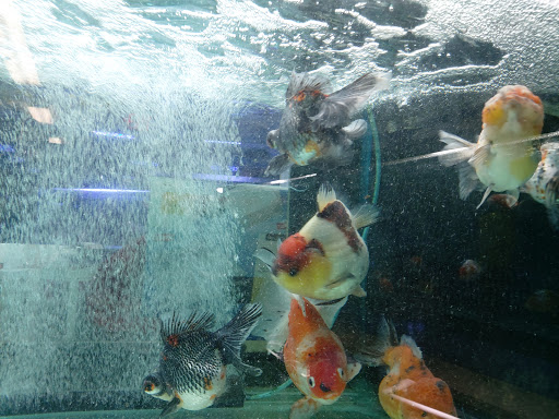 Tropical Fish Store «Aquatic Treasures», reviews and photos, 35 Galen St, Watertown, MA 02472, USA