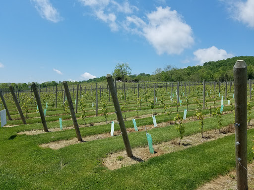 Winery «Alba Vineyard», reviews and photos, 269 Riegelsville Warren Glen Rd, Milford, NJ 08848, USA