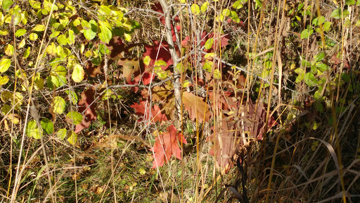 Nature Preserve «Grant Woods Forest Preserve», reviews and photos, 25405 W Monaville Rd, Ingleside, IL 60041, USA