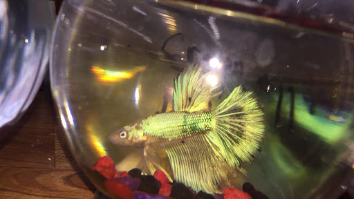 Pet Store «Tanks Pet Supply», reviews and photos, 628 S Main St, Princeton, IL 61356, USA