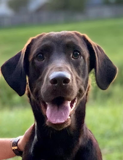 Insurance Agency «State Farm: Matt Springer», reviews and photos