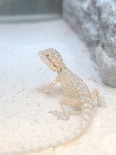 Pet Supply Store «Petco Animal Supplies», reviews and photos, 3680 Spencer Hwy, Pasadena, TX 77504, USA