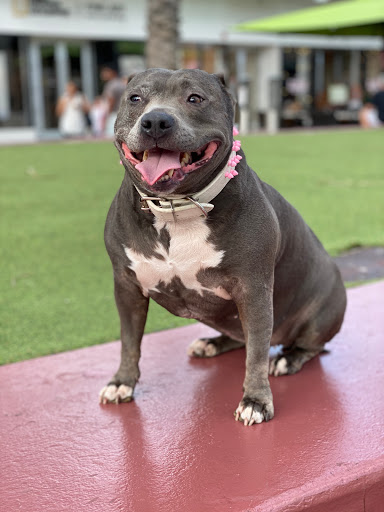 Pet Supply Store «Dog Bar», reviews and photos, 1684 Jefferson Ave, Miami Beach, FL 33139, USA