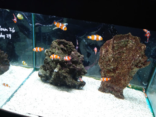 Aquarium «Aquarium World», reviews and photos, 13157 Northwest Fwy, Houston, TX 77040, USA