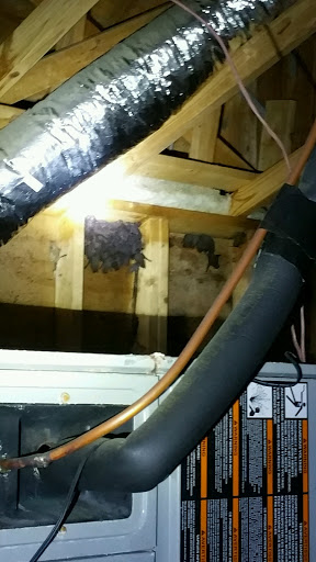 Pest Control Service «Critter Control of Miami», reviews and photos