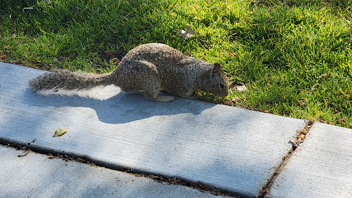 Park «Peck Rd Park», reviews and photos, 5401 Peck Rd, Arcadia, CA 91006, USA