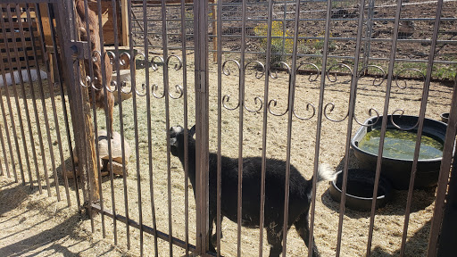 Horseback Riding Service «Spur Cross Stables», reviews and photos, 44029 N Spur Cross Rd, Cave Creek, AZ 85331, USA