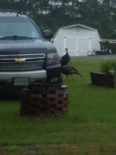 Campground «Saunderosa Park Inc», reviews and photos, 5909 Little Cove Rd, Mercersburg, PA 17236, USA