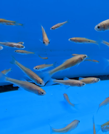 Pet Supply Store «Petco Animal Supplies», reviews and photos, 5994 Montana Ave, El Paso, TX 79925, USA