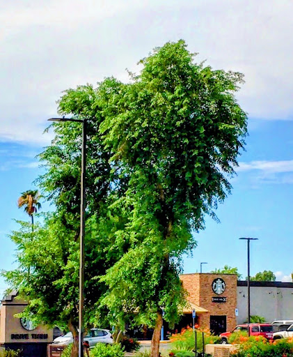 Cafe «Starbucks Coffee», reviews and photos, 730 W Camelback Rd, Phoenix, AZ 85013, USA