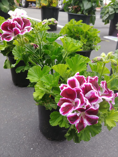 Irvine Farmers Market image