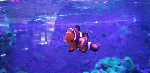 Pet Store «Fish 4 U», reviews and photos, 4010 Highland Dr #1, Millcreek, UT 84124, USA