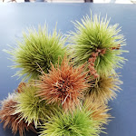 Photo n°3 de l'avis de Marco.l fait le 21/11/2019 à 14:07 sur le  Casas do Pastor à Seia