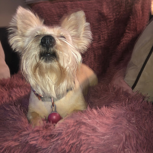 Pet Supply Store «PetSmart», reviews and photos, 6046 Marsha Sharp Fwy, Lubbock, TX 79407, USA