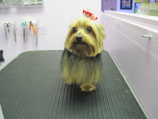 Pet Supply Store «Petropolis Camarillo», reviews and photos, 5800 Santa Rosa Rd Suite 144, Camarillo, CA 93010, USA