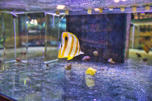 Pet Store «Pet World - Auburndale», reviews and photos, 3637 Havendale Blvd, Auburndale, FL 33823, USA