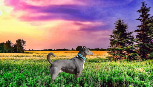 Marion County Dog Services