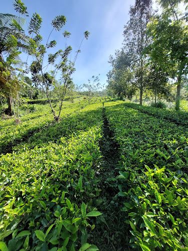 Kebun Teh BALI AMERTA