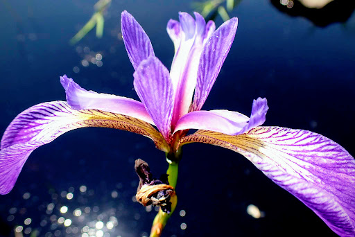 Vista Point «Schoodic Point», reviews and photos, Arey Cove Rd, Winter Harbor, ME 04693, USA